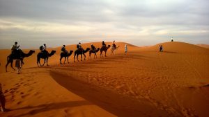 kameel woestijn bucket list